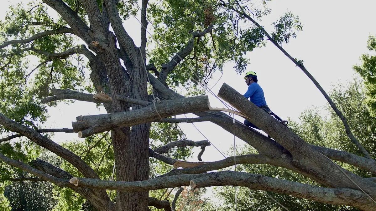 Professional Crown Thinning performed by certified arborists in Jewell