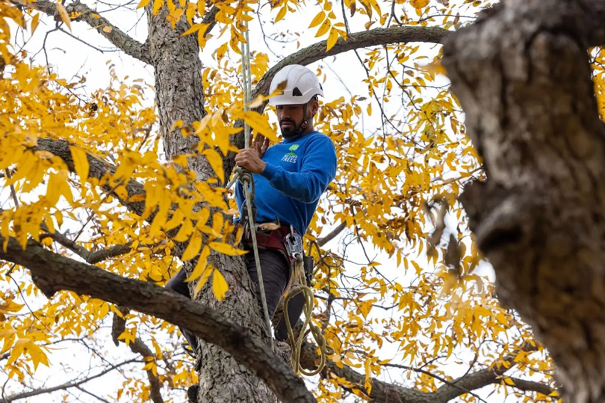 Skilled Tree Pruning crew working in Jewell